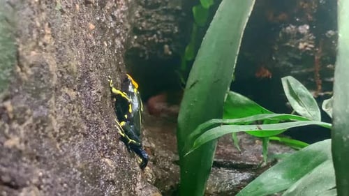 Petite grenouille empoisonnée jaune escaladant un mur vertical. Aussi appelée grenouille flèche empoisonnée.