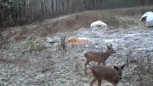 A pack of deer walking next to a forest in the winter