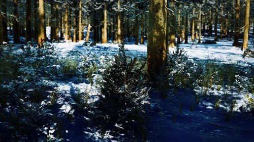 Snow Covered Conifer Forest at Sunny Day