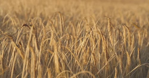 Golden Barley Spikelets Ears on Field in the Sunset Light. Agriculture and Farming Concept