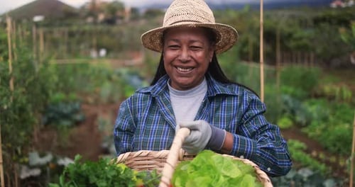 African Senior Woman Holding Basket With Fresh Lettuce - Garden And Harvest