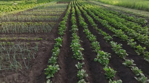 Slow motion shot while moving camera right to left alongside row of red beetroots or chard growing