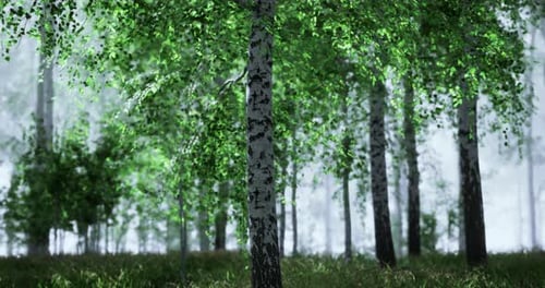 Lush Green Trees in a Tranquil Forest During a Foggy Day