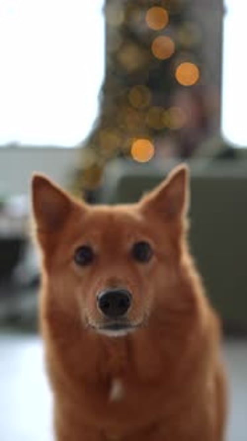 Charming Brown Dog Portrait in Festive Holiday Home