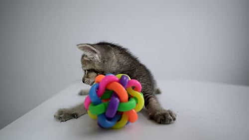 Verspieltes Kätzchen mit einem Lieblingsspielzeug.