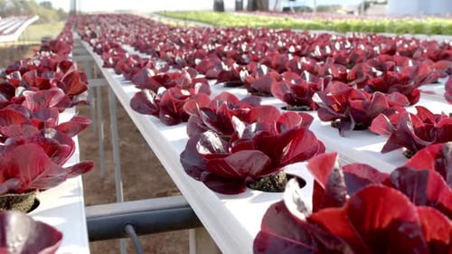 Rows of red lettuce growing in hydroponic farm, showcasing sustainable agriculture