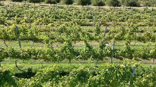 Les raisins sont prêts à être récoltés dans un vignoble du comté de Door, dans le nord-est du Wisconsin