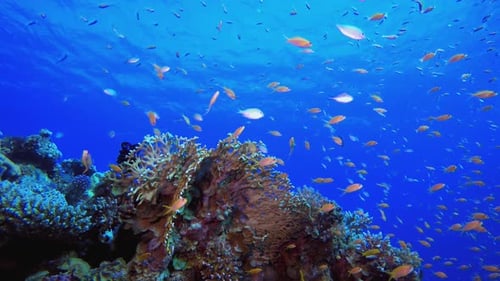 Reef Coral Garden Underwater Life