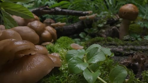 Mushrooms Bunch Fungi Forest Background Autumn Forest Macro Dolly Shot