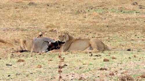 Zwei Löwinnen fangen und essen ein Gnus im Tarangire-Nationalpark in Tansania.