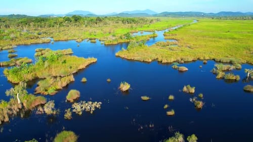 Large wetlands and many aquatic plants