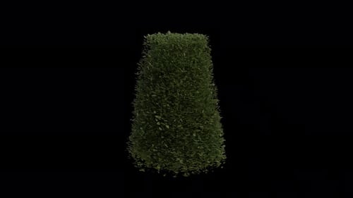 Hornbeam blowing in the wind Loop Animation. Wind blows Hedge Plant Carpinus Betulus. Alpha Channel
