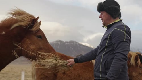 Man Feeding Light Brown Horse in Rural Setting