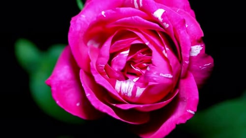 Close Up of A Beautiful Pink and White Rose