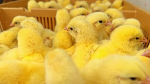 Yellow Baby Chicks Clustering Together in Container