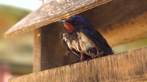 Close Up of a Swallow Resting on Wood