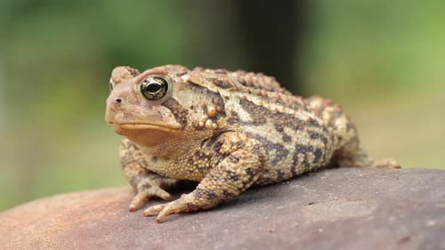 Close-up shot of an American Toad
