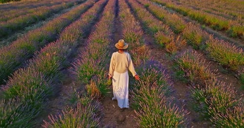 Aerial View of Beautiful Lavender Field at Sunset A Girl in a Long Dress and Hat Walks Between Rows