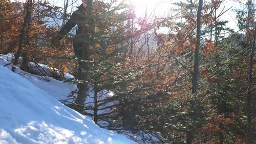 Male Hiker Walks on Snowy Hill Through Small Spruce Trees Young Guy Hikes on Snowy Slope at Sunny