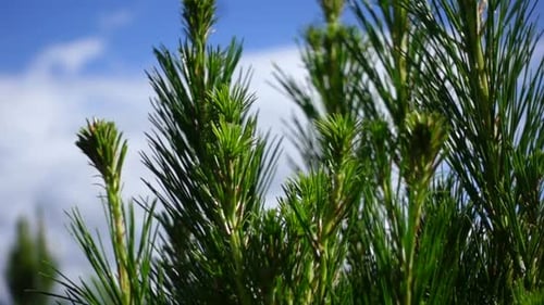 Young pine tree needles growing from top of branch on sunny day, close up
