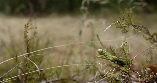Praying Mantis Resting On A Plant Disturbed By A Man Running In The Field In The Background. - selec