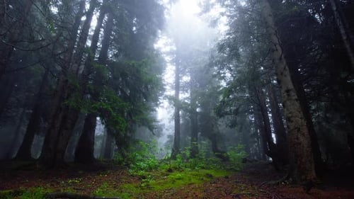 Forest Mist