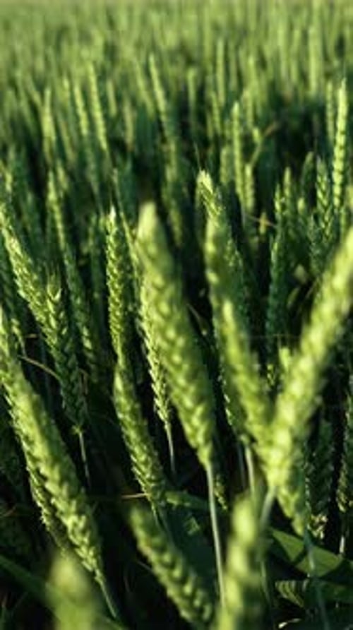 Champ de blé vert Grain de blé ukrainien pendant la guerre Orientation verticale