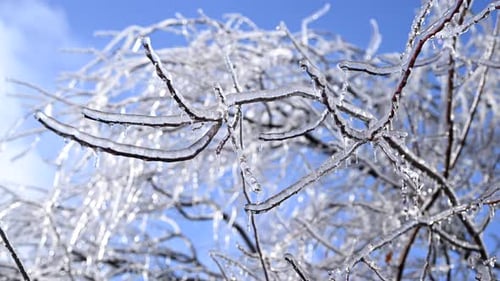 Branches of a Tree Covered in Ice High Quality footageWitness the Breathtaking Beauty As the
