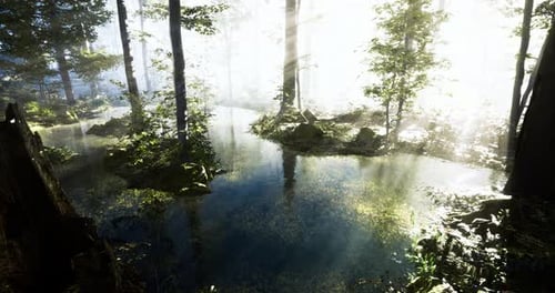Mysterious Forest with Shimmering Water and Soft Light Filtering Through Trees