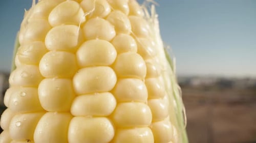 Corn cob close-up, slider up against the sky.
