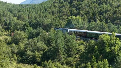 Passeios de trem verde pela exuberante paisagem florestal