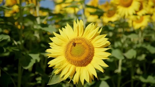 Bee Perched On Sunflower Head Pollinating. Close-up Shot