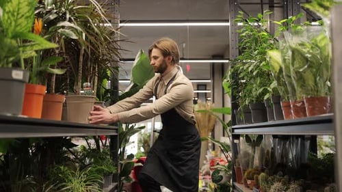 Florist Arranging Potted Plants on a Shelf in a Garden Center