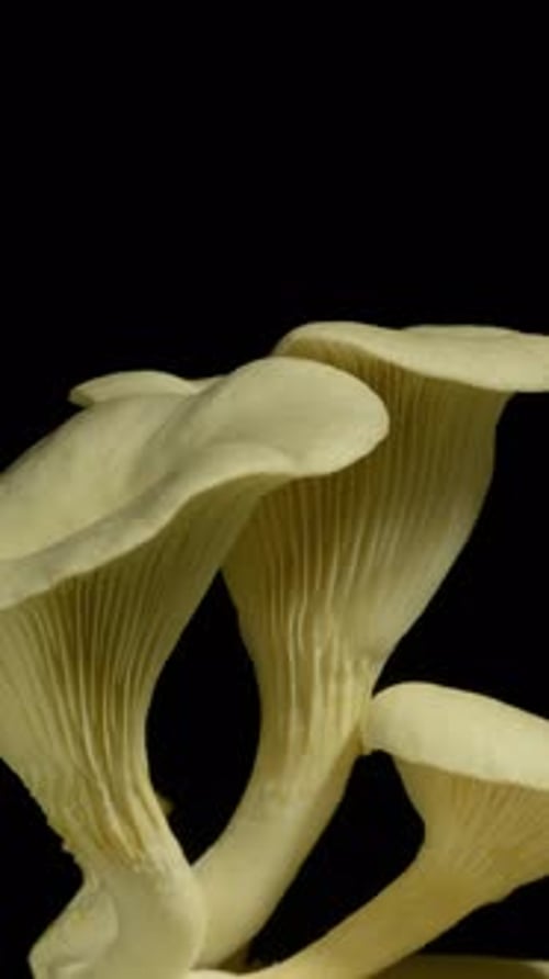 Close up of Oyster Mushrooms Growing on Black