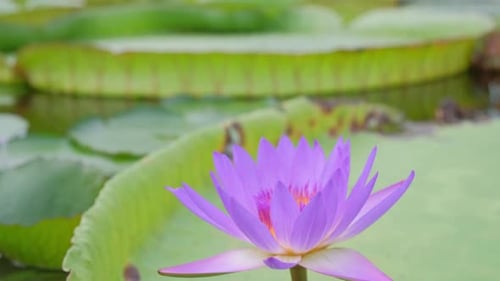 Purple Water Lily Blooming Among Lily Pads