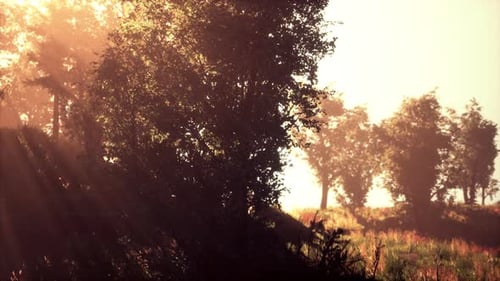 Sonnenuntergang im Nebelwald