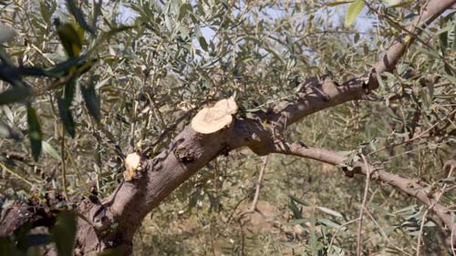 Olive branch after spring pruning, zoom in