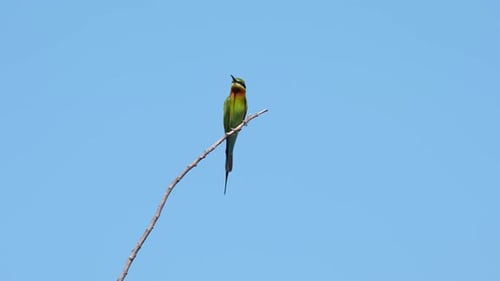 Colorful Bee-Eater Perched on a Branch Against Blue Sky