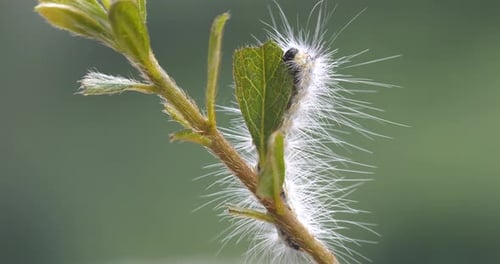Nahaufnahme einer Raupe, die sich von einem Blatt ernährt