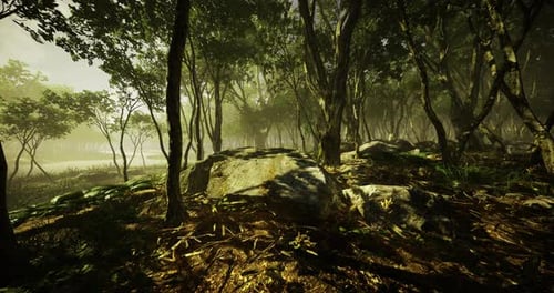 Vivid Forest Landscape Showcasing Sunlight Filtering Through Trees