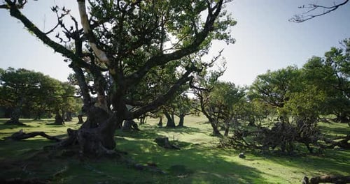 A Serene View Of The Ancient Laurel Forest, Fanal Forest, Located In Madeira