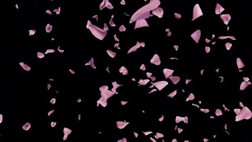 Romantic Pink Petals Falling Overlay