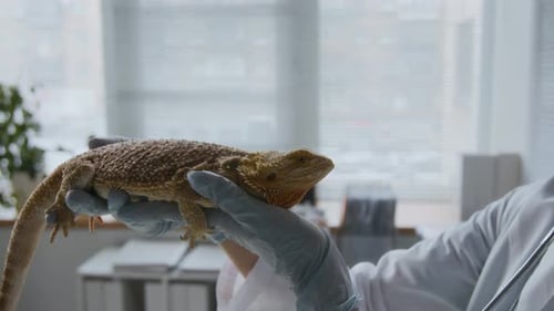 Veterinarian Holding a Bearded Dragon in Clinic