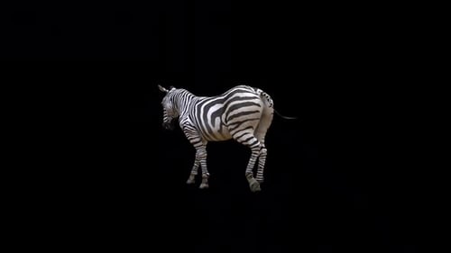 Zebra Walking Back