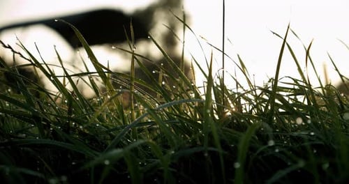 Macro Grass and Sunlights. Camera Moving Through Green Grass on Pretty Meadow. Summer. Low Angle