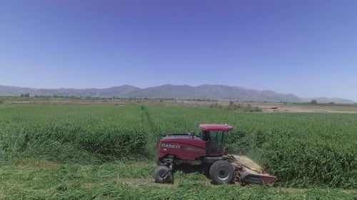 Tractor Cutting Green Grass in Rural Farm Field