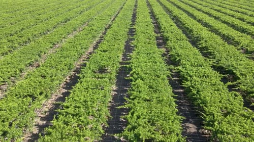 Aerial shot of rows of grape vines on a large farm in California