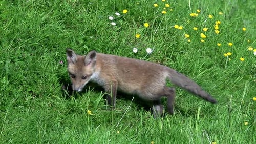 Red Fox, vulpes vulpes, Cub playing on Grass, Normandy in France, Real Time