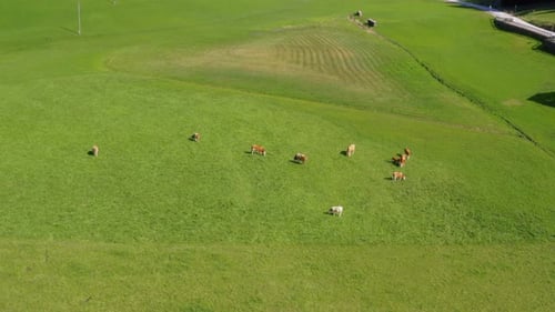 Cows graze on green farm pasture on sunny day. High angle aerial view