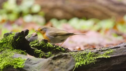 Rotkehlchen steht in Zeitlupe auf Waldboden aus Drenthe, Niederlande